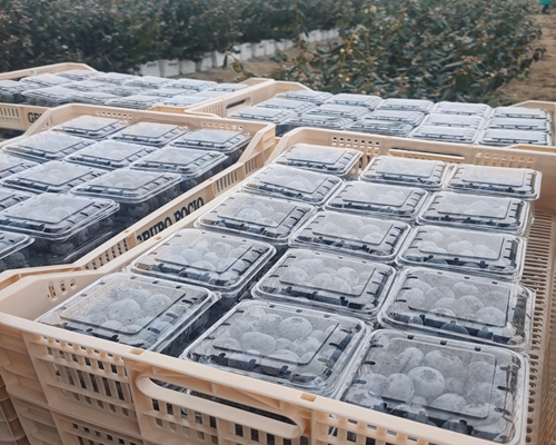 blueberry_packaging
